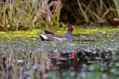 Genel Moorhen (Gallinula kloropusu)