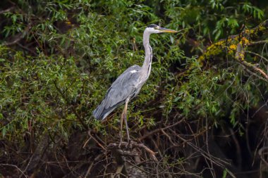 Romanya 'dan Tuna Deltası' nda gri balıkçılkuşu (Ardea cinerea)