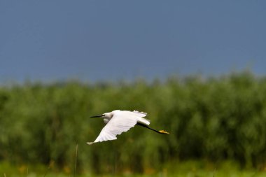 Romanya 'nın Tuna Deltasında Küçük Akbalıkçıl (egretta garzetta)