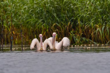 Beyaz Pelikanlar (Pelecanus onocrotalus) Tuna Deltası 'nda yağmurda yüzüyorlar