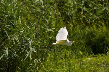 Büyük Akbalıkçıl (Ardea alba) Romanya 'nın Tuna Deltasında Ortak Akbalıkçıl