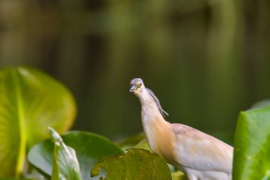 Romanya 'daki Tuna Deltası Biyosfer Rezervindeki Squacco balıkçıl (Ardeola ralloides)