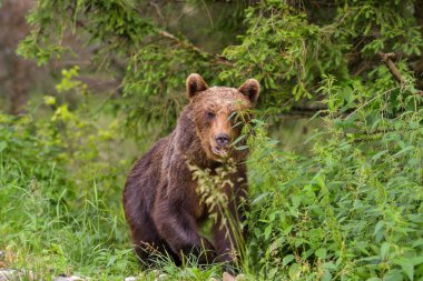 Avrupa kahverengi ayısı (Ursus arctos arctos) doğal yaşam alanında. Romanya