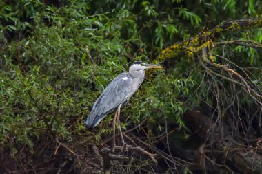 Romanya 'dan Tuna Deltası' nda gri balıkçılkuşu (Ardea cinerea)