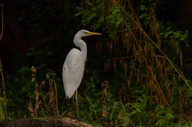 Büyük Akbalıkçıl (Ardea alba) Romanya 'nın Tuna Deltasında Ortak Akbalıkçıl