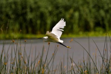 Romanya 'nın Tuna Deltasında Küçük Akbalıkçıl (egretta garzetta)