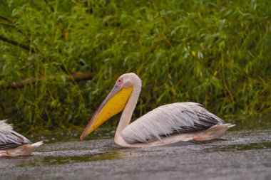 Beyaz Pelikanlar (Pelecanus onocrotalus) Tuna Deltası 'nda yağmurda yüzüyorlar