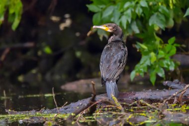 Romanya 'nın Tuna Deltası' nda yakalanmayı bekleyen karabatak (ayrıca Cormoran veya Phalacrocoracidae olarak da bilinir)