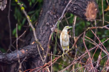Romanya 'daki Tuna Deltası Biyosfer Rezervindeki Squacco balıkçıl (Ardeola ralloides)