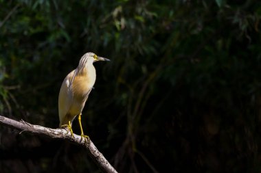 Romanya 'daki Tuna Deltası Biyosfer Rezervindeki Squacco balıkçıl (Ardeola ralloides)