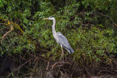Romanya 'dan Tuna Deltası' nda gri balıkçılkuşu (Ardea cinerea)