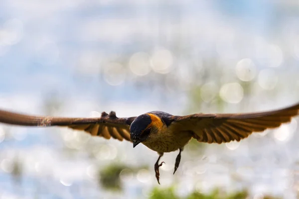 Roodkopzwaluw Cecropis Daurica Hirundo Daurica Bij Een Donaudelta Die Modder — Stockfoto