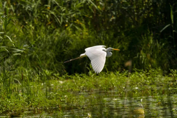 Gret Egret Ardea Alba Common Egret Στο Δέλτα Του Δούναβη — Φωτογραφία Αρχείου