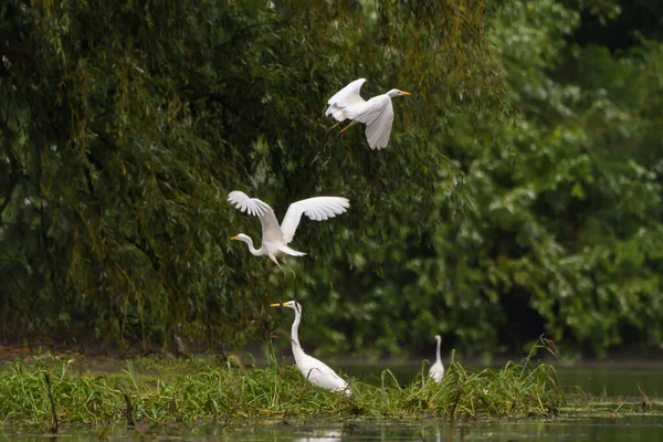 Great Egret Ardea Alba Common Egret Danube Delta Румунія — стокове фото