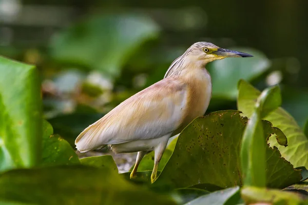 Garça Squacco Ardeola Ralloides Reserva Biosfera Delta Danúbio Roménia — Fotografia de Stock