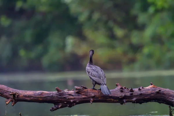 Κορμοράνος Γνωστός Και Cormoran Phalacrocoracidae Που Περιμένει Αλίευμα Στο Δέλτα — Φωτογραφία Αρχείου