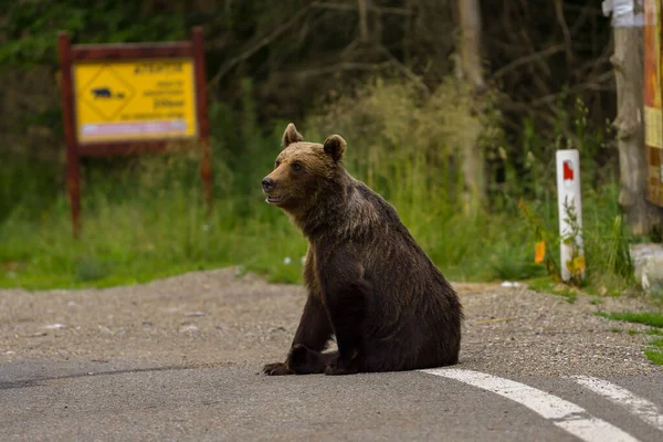 European Brown Bear Ursus Arctos Arctos Natural Habitat Romania — Stock Photo, Image