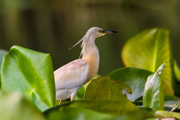 Squacco Heron Ardeola Ralloides Danube Delta Biosphere Reserve Rumania — Stok Foto