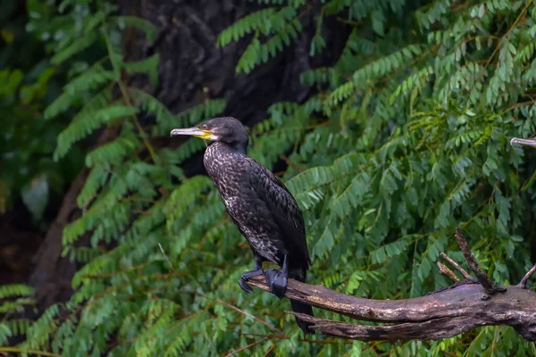 Cormorant Also Known Cormoran Phalacrocoracidae Waiting Catch Danube Delta Romania — Stock Photo, Image