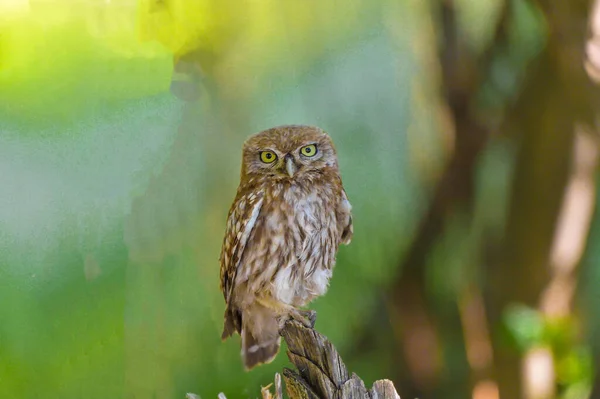 Little Owl Natural Habitat Athene Noctua — Stock Photo, Image