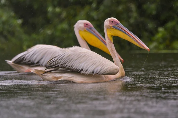 雨の中ドナウデルタで泳ぐホワイトペリカン Pelecanus Onocrotalus — ストック写真