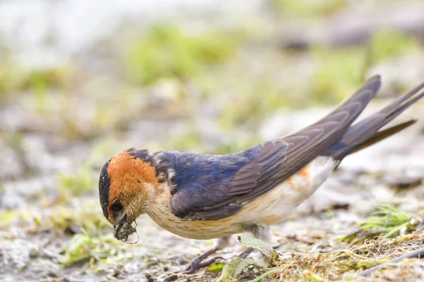 Red Rumped Swallow Cecropis Daurica Hirundo Daurica Dekat Delta Danub — Stok Foto