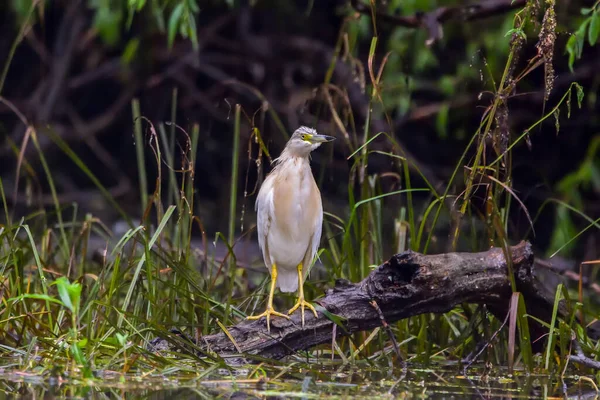 Squacco Heron Ardeola Ralloides Danube Delta Biosphere Reserve Romania — Stock Photo, Image