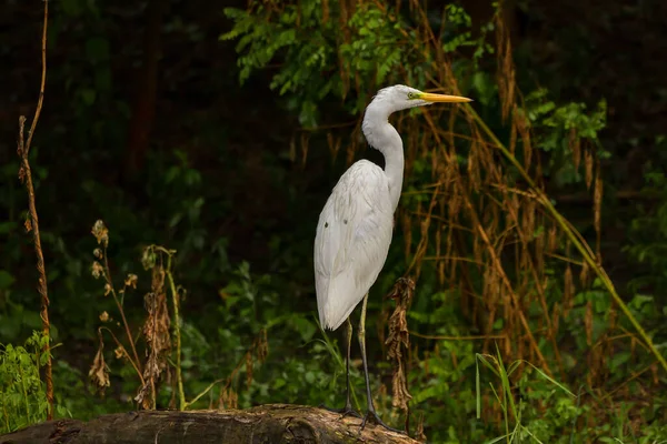 大歓迎 Ardea Alba ルーマニアのドナウデルタでの共通の挨拶 — ストック写真