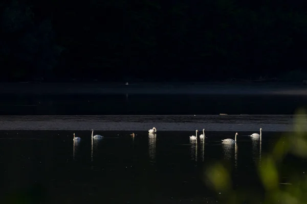 Cisnes Lago Con Fondo Oscuro Anseriformes — Foto de Stock