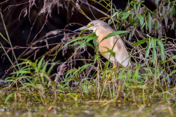 Garça Squacco Ardeola Ralloides Reserva Biosfera Delta Danúbio Roménia — Fotografia de Stock