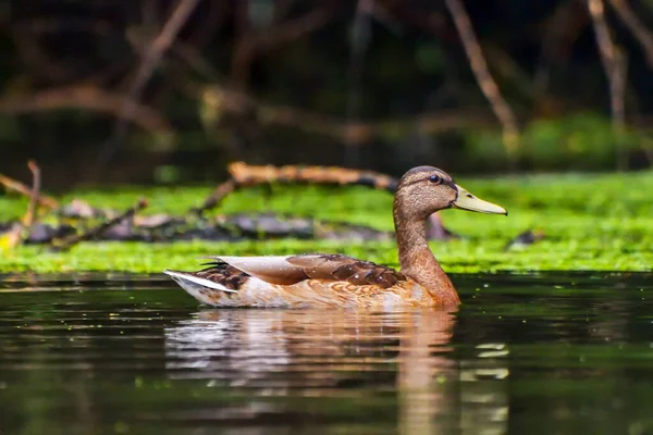 Pato Salvaje Macho Anas Platyrhynchos Nadando Delta Del Danubio — Foto de Stock