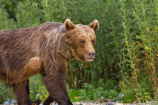 Beruang Cokelat Eropa Ursus Arctos Arctos Habitat Alami Rumania — Stok Foto