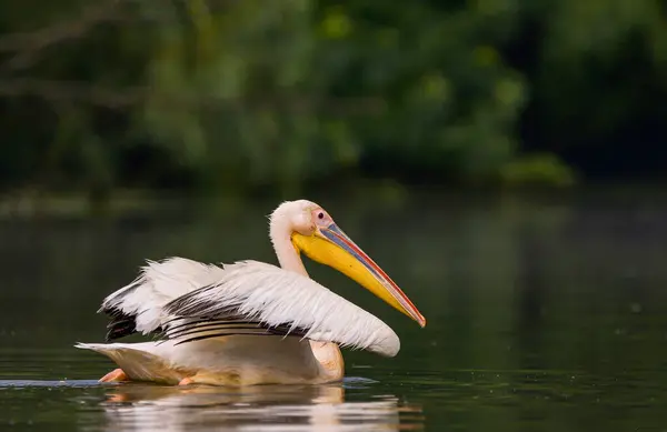 Beyaz Pelikanlar Pelecanus Onocrotalus Yağmurdan Sonra Tuna Deltası Nda Yüzerler — Stok fotoğraf