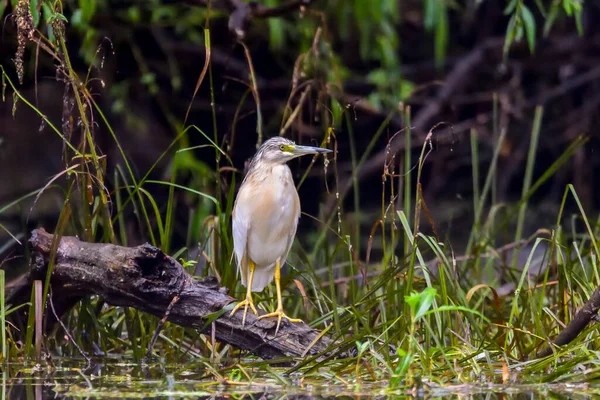 Squacco Heron Ardeola Ralloides Danube Delta Biosphere Reserve Rumania — Stok Foto