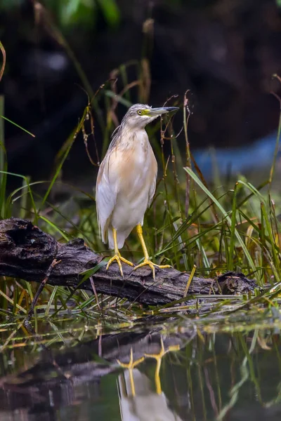 Squacco Heron Ardeola Ralloides Danube Delta Biosphere Reserve Romania — Stock Photo, Image