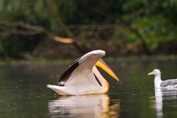 ドナウ川デルタで雨の後に泳ぐ白いペリカン Pelecanus Onocrotalus — ストック写真