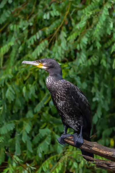 Romanya Nın Tuna Deltası Nda Yakalanmayı Bekleyen Karabatak Ayrıca Cormoran — Stok fotoğraf