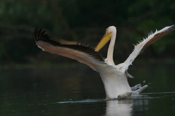 Beyaz Pelikanlar Pelecanus Onocrotalus Yağmurdan Sonra Tuna Deltası Nda Yüzerler — Stok fotoğraf