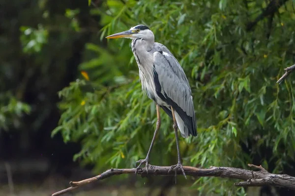 ルーマニアからのドナウデルタの灰色のサギ鳥 Ardea Cinerea — ストック写真