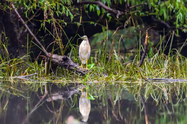 Squacco Heron Ardeola Ralloides Danube Delta Biosphere Reserve Romania — Stock Photo, Image