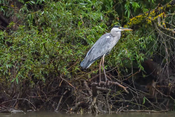 Pássaro Garça Cinzento Ardea Cinerea Delta Danúbio Roménia — Fotografia de Stock