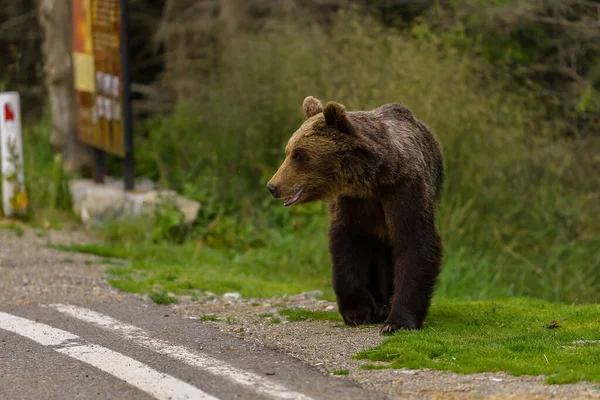 Beruang Cokelat Eropa Ursus Arctos Arctos Habitat Alami Rumania — Stok Foto