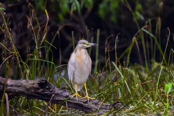 Squacco Heron Ardeola Ralloides Danube Delta Biosphere Reserve Rumania — Stok Foto
