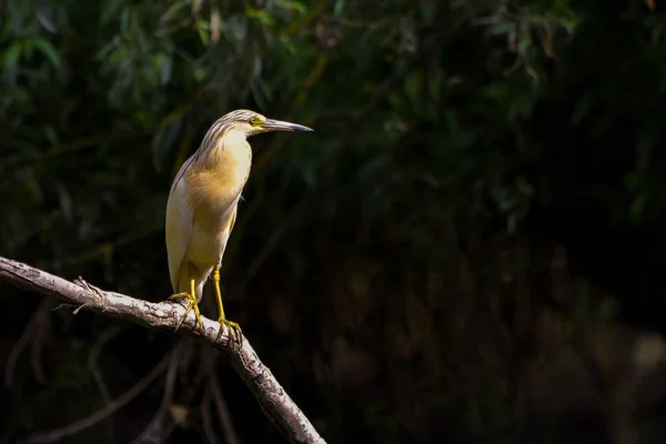 Der Reiher Ardeola Ralloides Biosphärenreservat Des Donaudeltas Rumänien — Stockfoto