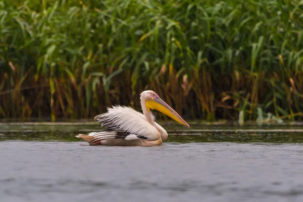 Beyaz Pelikanlar Pelecanus Onocrotalus Tuna Deltası Nda Yağmurda Yüzüyorlar — Stok fotoğraf