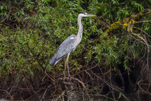 Romanya 'dan Tuna Deltası' nda gri balıkçılkuşu (Ardea cinerea)