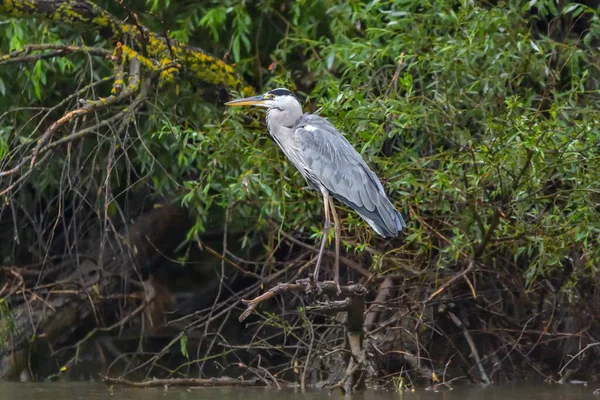 Сірі Чаплі Ardea Cinerea Дельті Дунаю Румунії — стокове фото