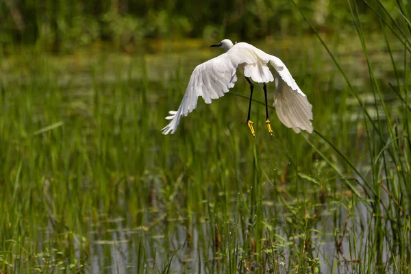 Petite Aigrette Egretta Garzetta Dans Delta Danube Roumanie — Photo