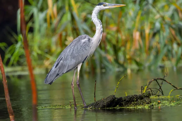 Pássaro Garça Cinzento Ardea Cinerea Delta Danúbio Roménia — Fotografia de Stock