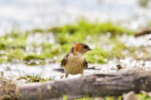 红斑燕子 Cecropis Daurica Hirundo Daurica 靠近多瑙河三角洲为筑巢收集泥浆 — 图库照片